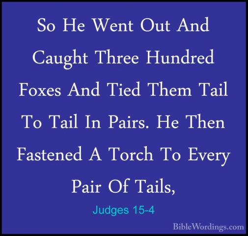Judges 15-4 - So He Went Out And Caught Three Hundred Foxes And TSo He Went Out And Caught Three Hundred Foxes And Tied Them Tail To Tail In Pairs. He Then Fastened A Torch To Every Pair Of Tails, 