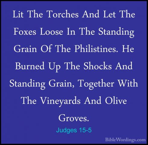 Judges 15-5 - Lit The Torches And Let The Foxes Loose In The StanLit The Torches And Let The Foxes Loose In The Standing Grain Of The Philistines. He Burned Up The Shocks And Standing Grain, Together With The Vineyards And Olive Groves. 