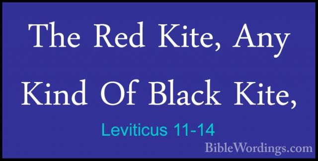 Leviticus 11-14 - The Red Kite, Any Kind Of Black Kite,The Red Kite, Any Kind Of Black Kite, 