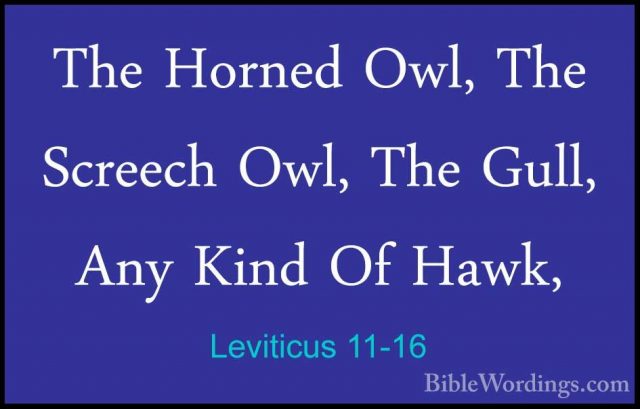 Leviticus 11-16 - The Horned Owl, The Screech Owl, The Gull, AnyThe Horned Owl, The Screech Owl, The Gull, Any Kind Of Hawk, 