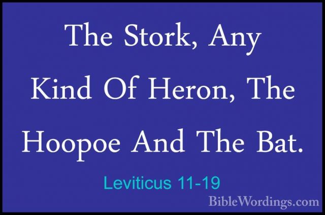 Leviticus 11-19 - The Stork, Any Kind Of Heron, The Hoopoe And ThThe Stork, Any Kind Of Heron, The Hoopoe And The Bat. 
