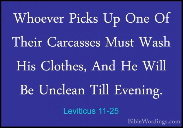 Leviticus 11-25 - Whoever Picks Up One Of Their Carcasses Must WaWhoever Picks Up One Of Their Carcasses Must Wash His Clothes, And He Will Be Unclean Till Evening. 