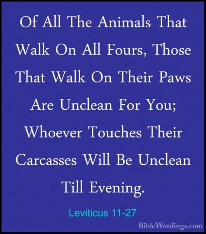 Leviticus 11-27 - Of All The Animals That Walk On All Fours, ThosOf All The Animals That Walk On All Fours, Those That Walk On Their Paws Are Unclean For You; Whoever Touches Their Carcasses Will Be Unclean Till Evening. 