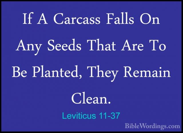 Leviticus 11-37 - If A Carcass Falls On Any Seeds That Are To BeIf A Carcass Falls On Any Seeds That Are To Be Planted, They Remain Clean. 