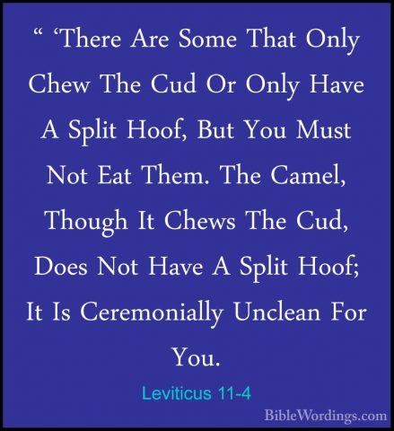 Leviticus 11-4 - " 'There Are Some That Only Chew The Cud Or Only" 'There Are Some That Only Chew The Cud Or Only Have A Split Hoof, But You Must Not Eat Them. The Camel, Though It Chews The Cud, Does Not Have A Split Hoof; It Is Ceremonially Unclean For You. 