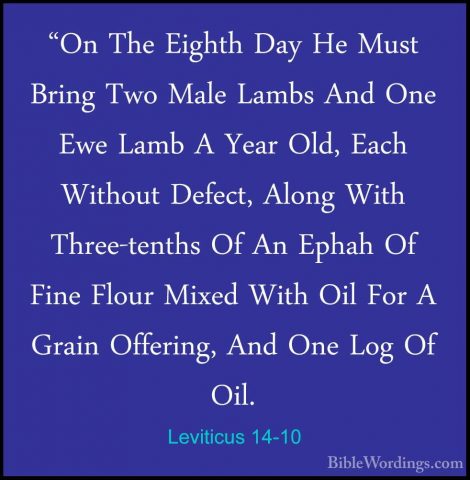 Leviticus 14-10 - "On The Eighth Day He Must Bring Two Male Lambs"On The Eighth Day He Must Bring Two Male Lambs And One Ewe Lamb A Year Old, Each Without Defect, Along With Three-tenths Of An Ephah Of Fine Flour Mixed With Oil For A Grain Offering, And One Log Of Oil. 