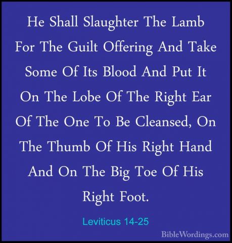 Leviticus 14-25 - He Shall Slaughter The Lamb For The Guilt OfferHe Shall Slaughter The Lamb For The Guilt Offering And Take Some Of Its Blood And Put It On The Lobe Of The Right Ear Of The One To Be Cleansed, On The Thumb Of His Right Hand And On The Big Toe Of His Right Foot. 