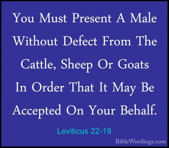 Leviticus 22-19 - You Must Present A Male Without Defect From TheYou Must Present A Male Without Defect From The Cattle, Sheep Or Goats In Order That It May Be Accepted On Your Behalf. 