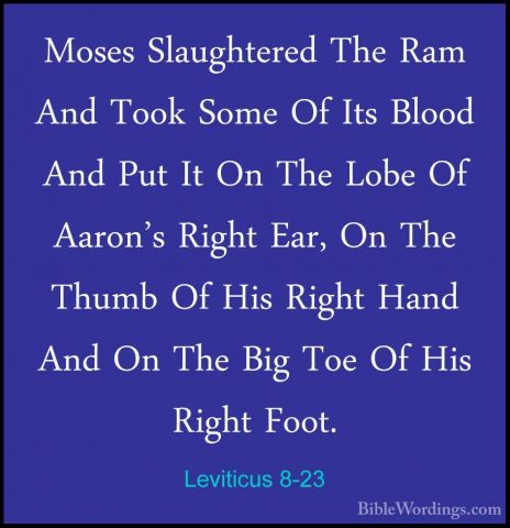 Leviticus 8-23 - Moses Slaughtered The Ram And Took Some Of Its BMoses Slaughtered The Ram And Took Some Of Its Blood And Put It On The Lobe Of Aaron's Right Ear, On The Thumb Of His Right Hand And On The Big Toe Of His Right Foot. 
