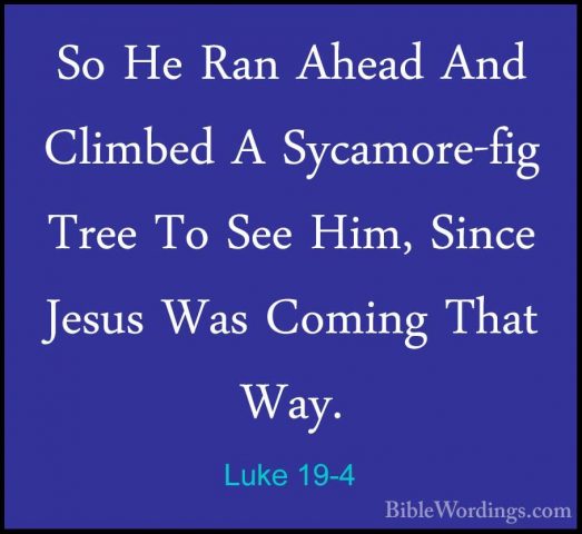 Luke 19-4 - So He Ran Ahead And Climbed A Sycamore-fig Tree To SeSo He Ran Ahead And Climbed A Sycamore-fig Tree To See Him, Since Jesus Was Coming That Way. 
