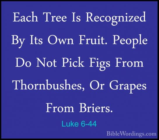 Luke 6-44 - Each Tree Is Recognized By Its Own Fruit. People Do NEach Tree Is Recognized By Its Own Fruit. People Do Not Pick Figs From Thornbushes, Or Grapes From Briers. 