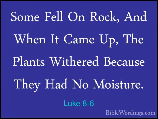 Luke 8-6 - Some Fell On Rock, And When It Came Up, The Plants WitSome Fell On Rock, And When It Came Up, The Plants Withered Because They Had No Moisture. 