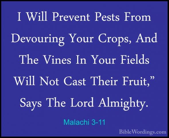 Malachi 3-11 - I Will Prevent Pests From Devouring Your Crops, AnI Will Prevent Pests From Devouring Your Crops, And The Vines In Your Fields Will Not Cast Their Fruit," Says The Lord Almighty. 
