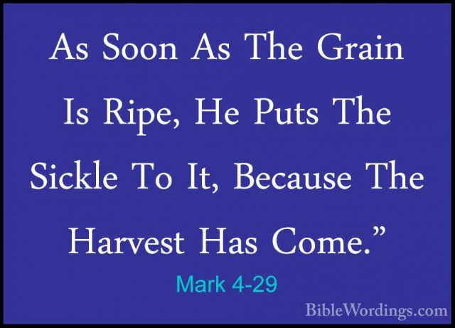 Mark 4-29 - As Soon As The Grain Is Ripe, He Puts The Sickle To IAs Soon As The Grain Is Ripe, He Puts The Sickle To It, Because The Harvest Has Come." 
