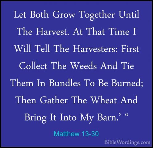 Matthew 13-30 - Let Both Grow Together Until The Harvest. At ThatLet Both Grow Together Until The Harvest. At That Time I Will Tell The Harvesters: First Collect The Weeds And Tie Them In Bundles To Be Burned; Then Gather The Wheat And Bring It Into My Barn.' " 