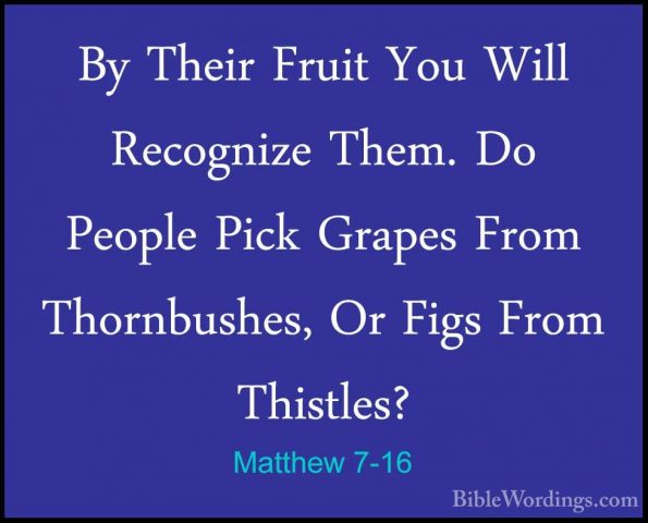 Matthew 7-16 - By Their Fruit You Will Recognize Them. Do PeopleBy Their Fruit You Will Recognize Them. Do People Pick Grapes From Thornbushes, Or Figs From Thistles? 