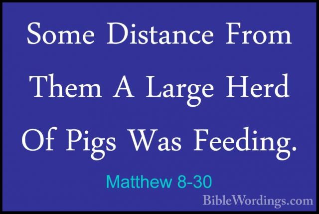 Matthew 8-30 - Some Distance From Them A Large Herd Of Pigs Was FSome Distance From Them A Large Herd Of Pigs Was Feeding. 