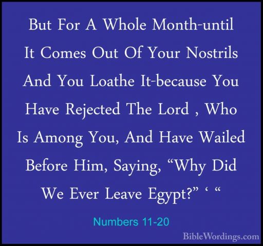 Numbers 11-20 - But For A Whole Month-until It Comes Out Of YourBut For A Whole Month-until It Comes Out Of Your Nostrils And You Loathe It-because You Have Rejected The Lord , Who Is Among You, And Have Wailed Before Him, Saying, "Why Did We Ever Leave Egypt?" ' " 