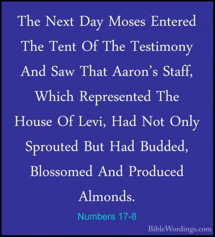 Numbers 17-8 - The Next Day Moses Entered The Tent Of The TestimoThe Next Day Moses Entered The Tent Of The Testimony And Saw That Aaron's Staff, Which Represented The House Of Levi, Had Not Only Sprouted But Had Budded, Blossomed And Produced Almonds. 
