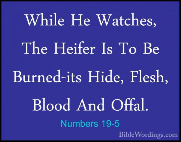 Numbers 19-5 - While He Watches, The Heifer Is To Be Burned-its HWhile He Watches, The Heifer Is To Be Burned-its Hide, Flesh, Blood And Offal. 