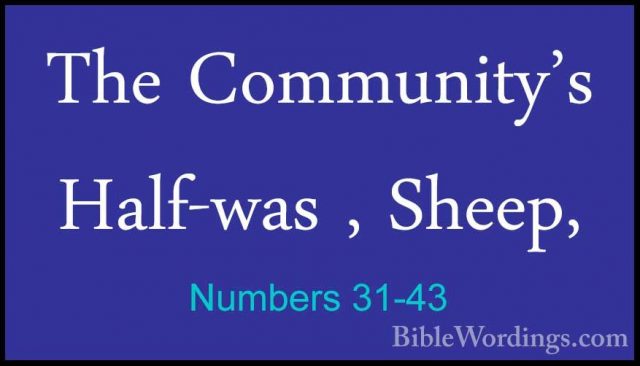 Numbers 31-43 - The Community's Half-was , Sheep,The Community's Half-was , Sheep, 
