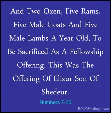 Numbers 7-35 - And Two Oxen, Five Rams, Five Male Goats And FiveAnd Two Oxen, Five Rams, Five Male Goats And Five Male Lambs A Year Old, To Be Sacrificed As A Fellowship Offering. This Was The Offering Of Elizur Son Of Shedeur. 