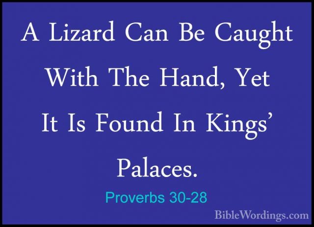 Proverbs 30-28 - A Lizard Can Be Caught With The Hand, Yet It IsA Lizard Can Be Caught With The Hand, Yet It Is Found In Kings' Palaces. 
