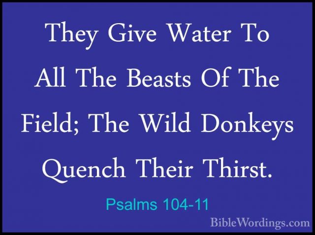 Psalms 104-11 - They Give Water To All The Beasts Of The Field; TThey Give Water To All The Beasts Of The Field; The Wild Donkeys Quench Their Thirst. 