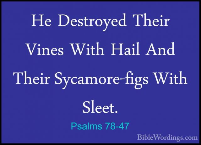 Psalms 78-47 - He Destroyed Their Vines With Hail And Their SycamHe Destroyed Their Vines With Hail And Their Sycamore-figs With Sleet. 
