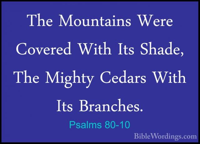 Psalms 80-10 - The Mountains Were Covered With Its Shade, The MigThe Mountains Were Covered With Its Shade, The Mighty Cedars With Its Branches. 