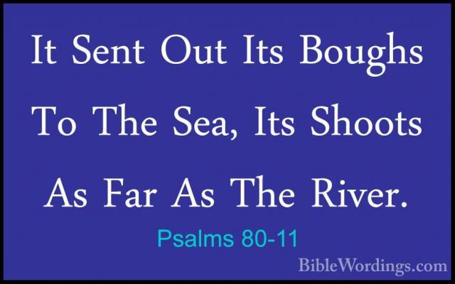 Psalms 80-11 - It Sent Out Its Boughs To The Sea, Its Shoots As FIt Sent Out Its Boughs To The Sea, Its Shoots As Far As The River. 