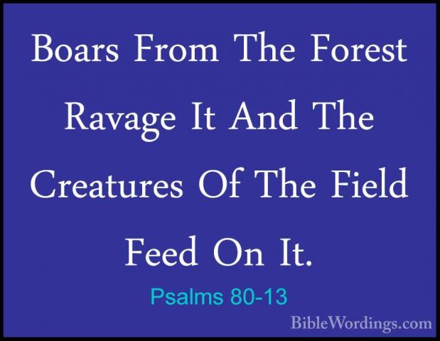 Psalms 80-13 - Boars From The Forest Ravage It And The CreaturesBoars From The Forest Ravage It And The Creatures Of The Field Feed On It. 