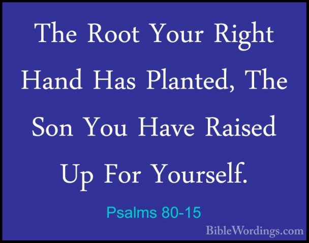 Psalms 80-15 - The Root Your Right Hand Has Planted, The Son YouThe Root Your Right Hand Has Planted, The Son You Have Raised Up For Yourself. 