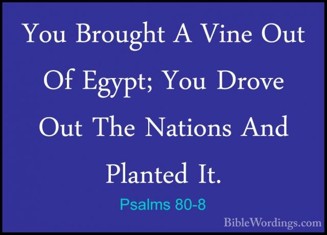 Psalms 80-8 - You Brought A Vine Out Of Egypt; You Drove Out TheYou Brought A Vine Out Of Egypt; You Drove Out The Nations And Planted It. 