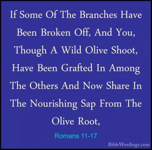 Romans 11-17 - If Some Of The Branches Have Been Broken Off, AndIf Some Of The Branches Have Been Broken Off, And You, Though A Wild Olive Shoot, Have Been Grafted In Among The Others And Now Share In The Nourishing Sap From The Olive Root, 