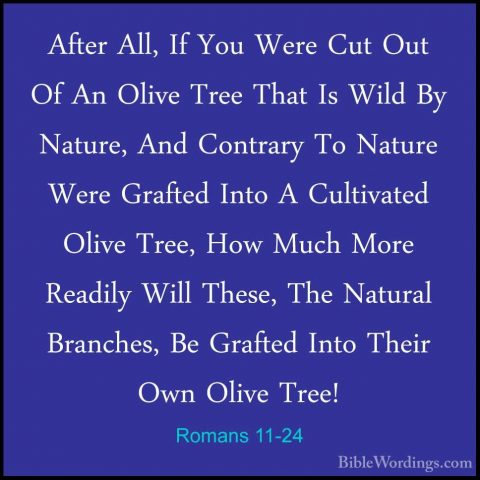 Romans 11-24 - After All, If You Were Cut Out Of An Olive Tree ThAfter All, If You Were Cut Out Of An Olive Tree That Is Wild By Nature, And Contrary To Nature Were Grafted Into A Cultivated Olive Tree, How Much More Readily Will These, The Natural Branches, Be Grafted Into Their Own Olive Tree! 