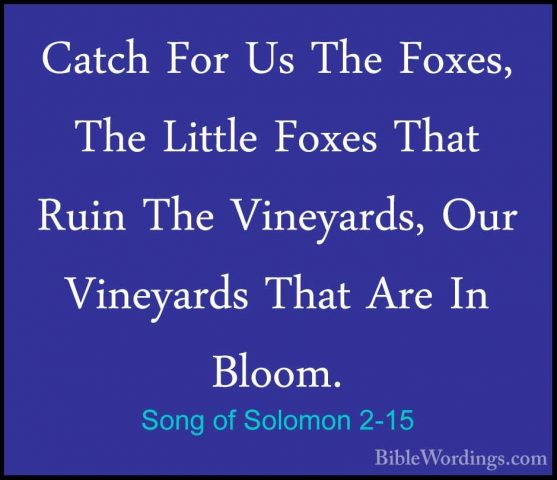 Song of Solomon 2-15 - Catch For Us The Foxes, The Little Foxes TCatch For Us The Foxes, The Little Foxes That Ruin The Vineyards, Our Vineyards That Are In Bloom. 