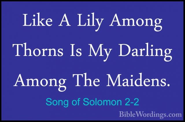 Song of Solomon 2-2 - Like A Lily Among Thorns Is My Darling AmonLike A Lily Among Thorns Is My Darling Among The Maidens. 