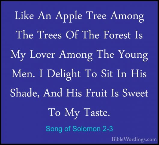 Song of Solomon 2-3 - Like An Apple Tree Among The Trees Of The FLike An Apple Tree Among The Trees Of The Forest Is My Lover Among The Young Men. I Delight To Sit In His Shade, And His Fruit Is Sweet To My Taste. 
