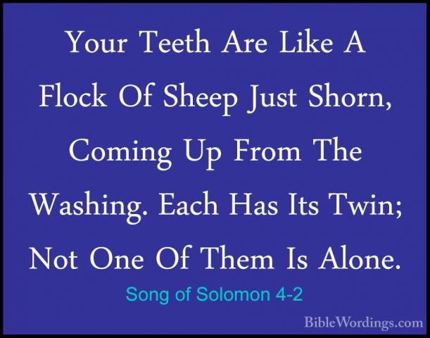 Song of Solomon 4-2 - Your Teeth Are Like A Flock Of Sheep Just SYour Teeth Are Like A Flock Of Sheep Just Shorn, Coming Up From The Washing. Each Has Its Twin; Not One Of Them Is Alone. 