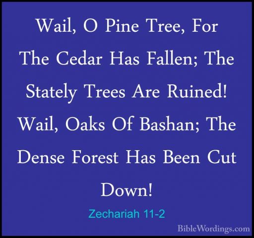 Zechariah 11-2 - Wail, O Pine Tree, For The Cedar Has Fallen; TheWail, O Pine Tree, For The Cedar Has Fallen; The Stately Trees Are Ruined! Wail, Oaks Of Bashan; The Dense Forest Has Been Cut Down! 