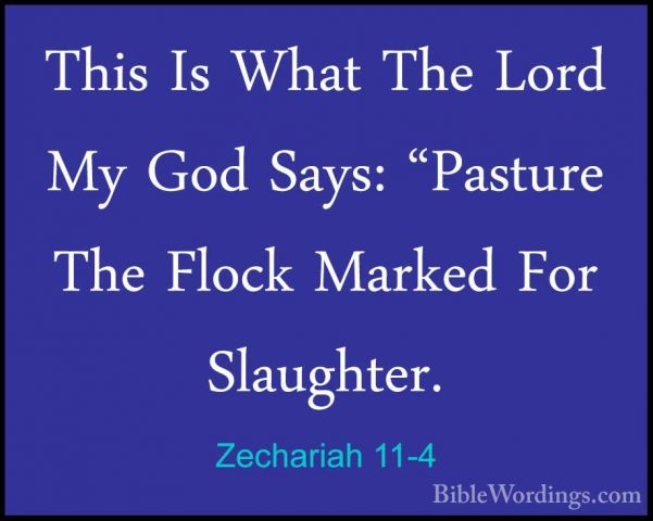 Zechariah 11-4 - This Is What The Lord My God Says: "Pasture TheThis Is What The Lord My God Says: "Pasture The Flock Marked For Slaughter. 