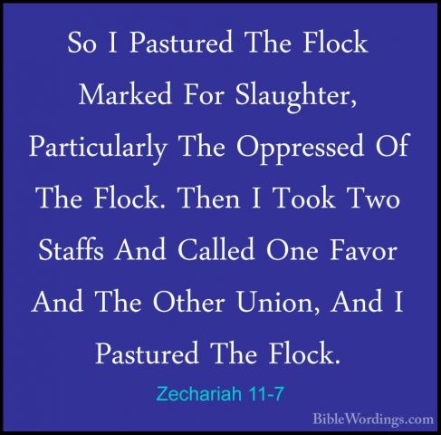 Zechariah 11-7 - So I Pastured The Flock Marked For Slaughter, PaSo I Pastured The Flock Marked For Slaughter, Particularly The Oppressed Of The Flock. Then I Took Two Staffs And Called One Favor And The Other Union, And I Pastured The Flock. 